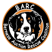 Bernese Auction Rescue Coalition, Inc. | BARC, Inc.